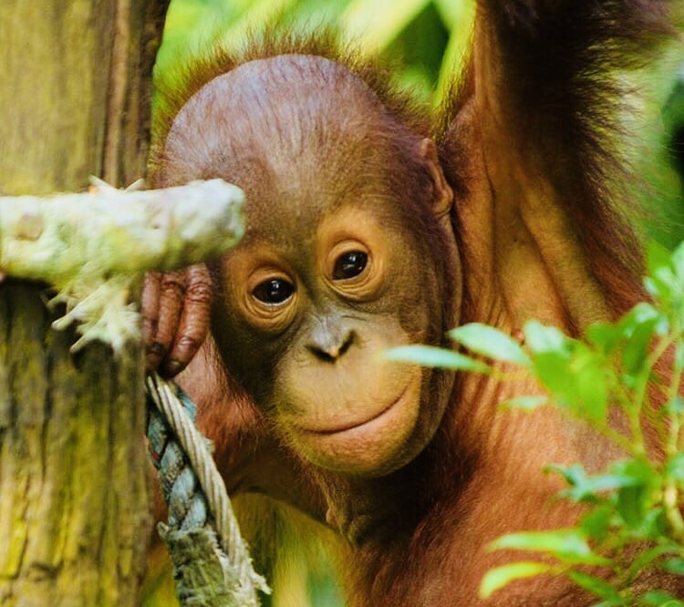 子連れシンガポール動物園行き方 見どころ 料金徹底ガイド Mariの子連れシンガポール旅行記ブログ