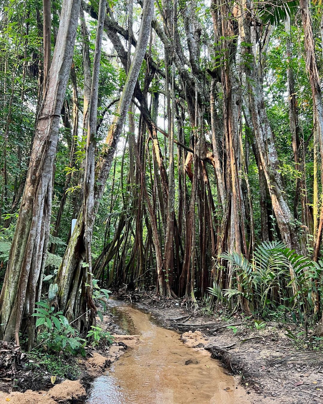 ブキ・ティマ自然保護区（Bukit Timah Nature Reserve）